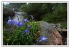 5/9928 Corse ancolies site.jpg